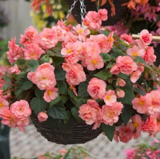 Begonija 'Sweetspice English Rose'